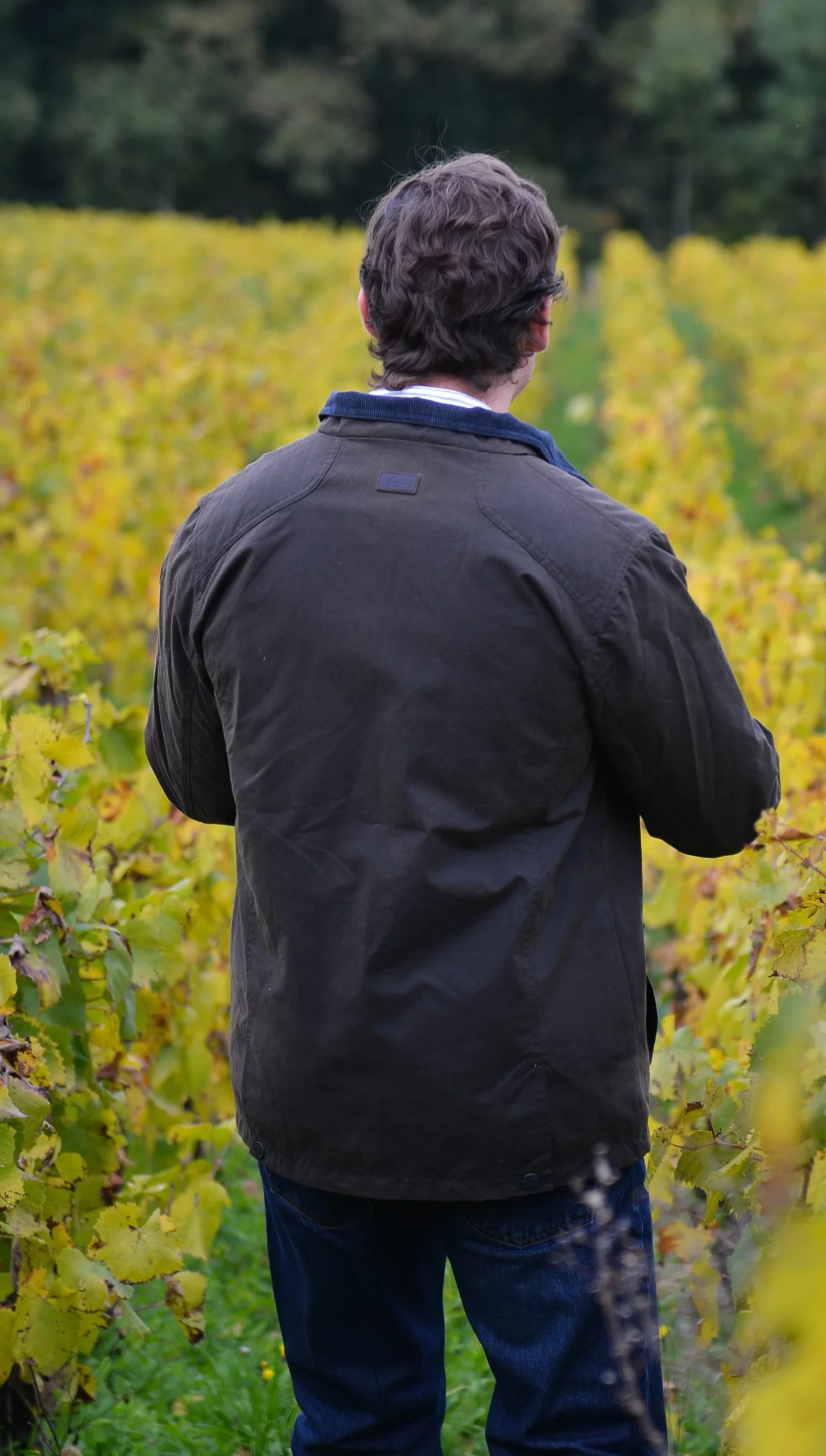 Veste huilée pour homme verte back ext